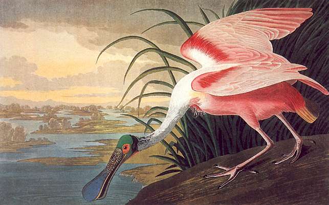 Roseate Spoonbill